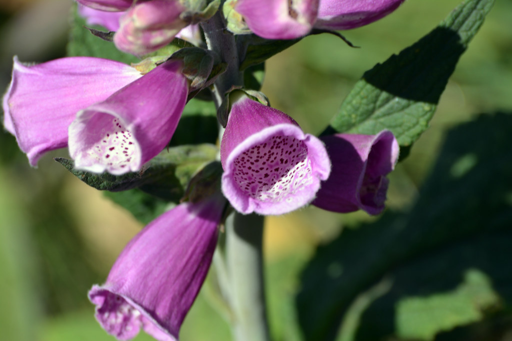 Foxglove A close up of Foxglove flowers Callum Colville Flickr