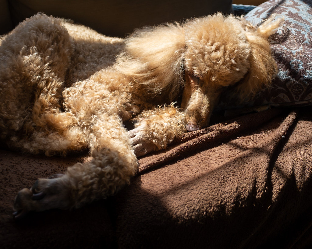 Sunning! Most dogs sleep a lot, Cooper sleeps A LOT! I bel… Flickr