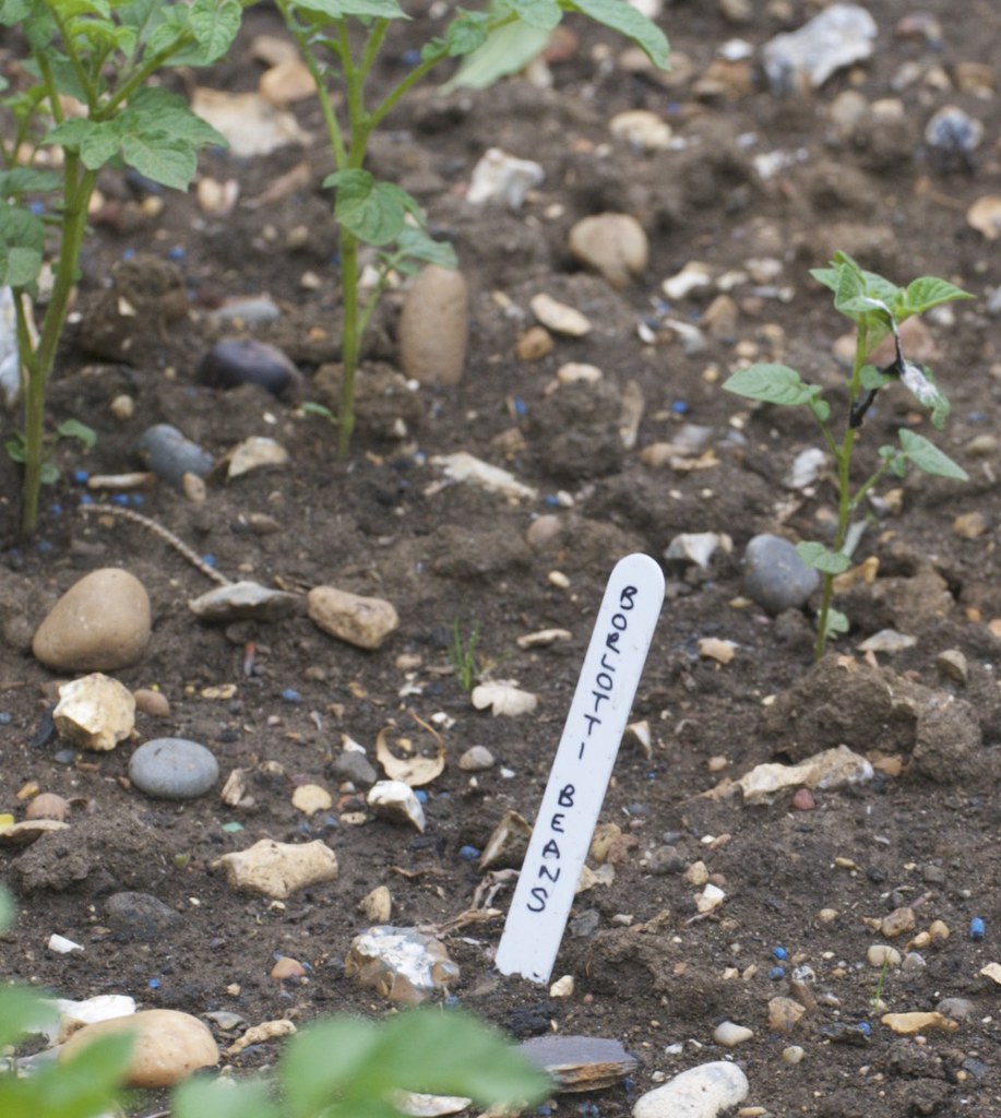 Dog Kennel Lane Allotment Chorleywood Common, Chorleywood,… Flickr