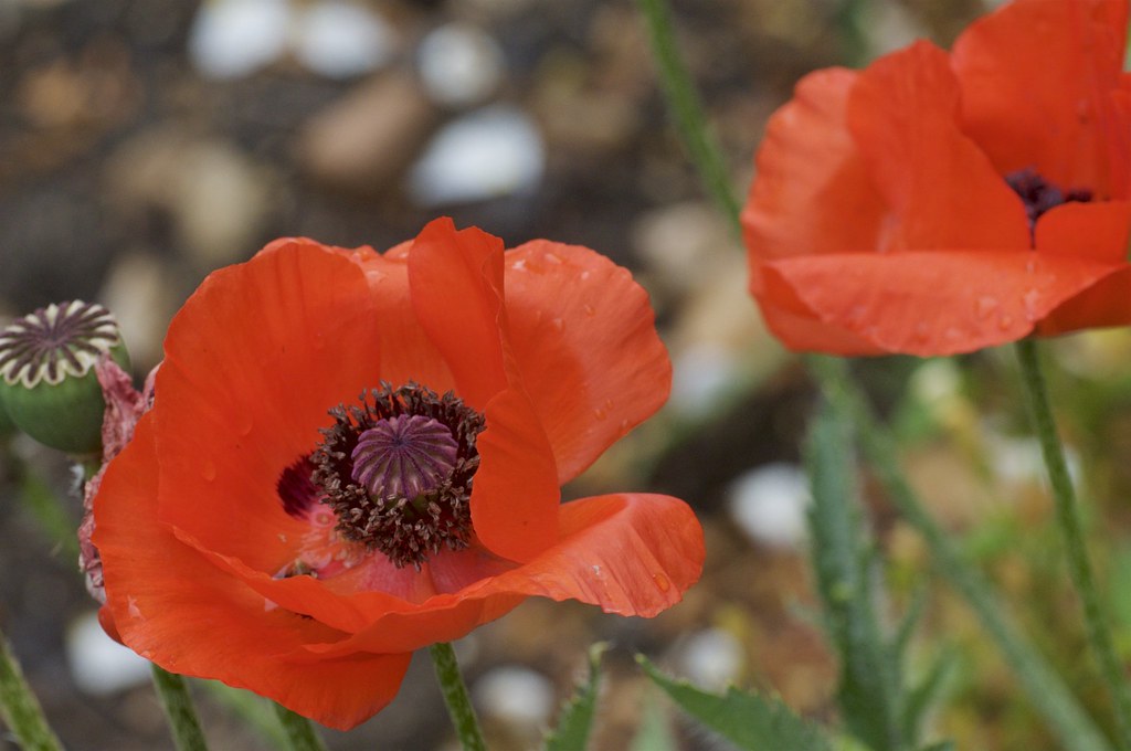 Dog Kennel Lane Allotment Chorleywood Common, Chorleywood,… Flickr