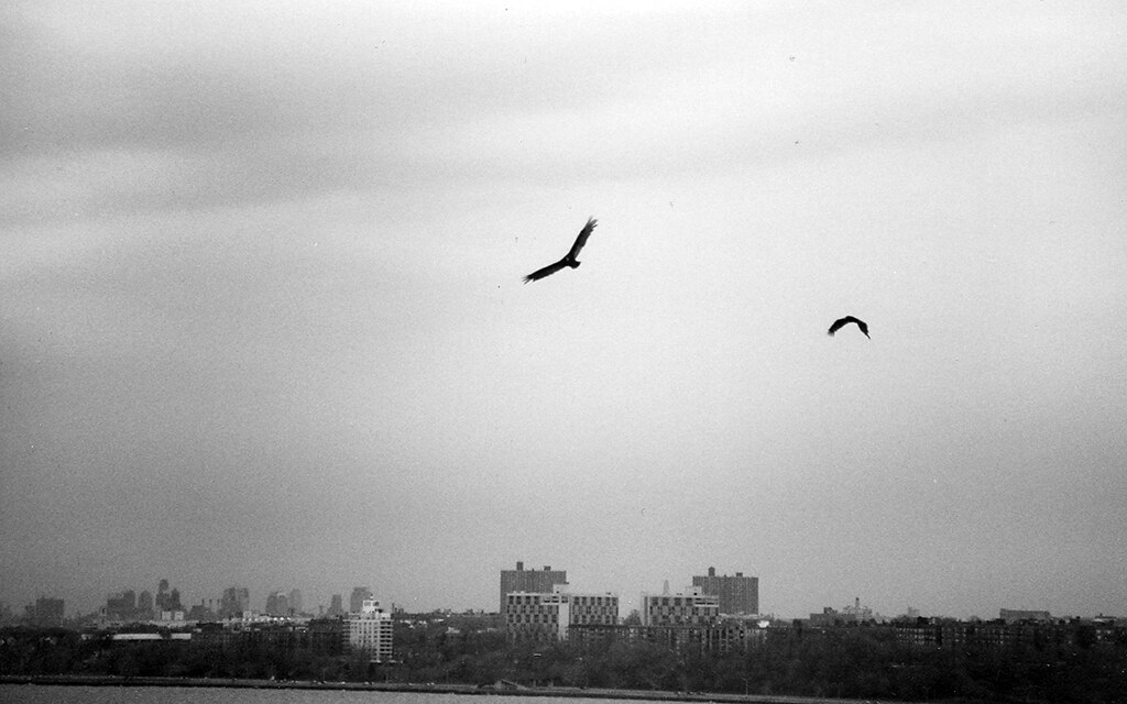 Turkey Vultures at Fort Wadsworth, Staten Island, New York… Flickr