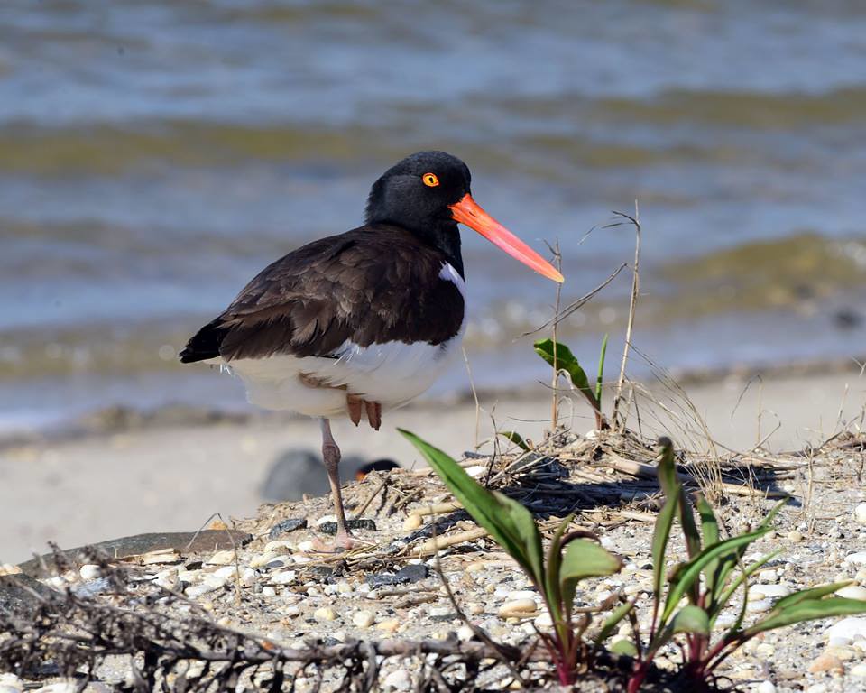 Oyster Catcher Oyster Catcher This photo was taken 2yrs ag… Flickr