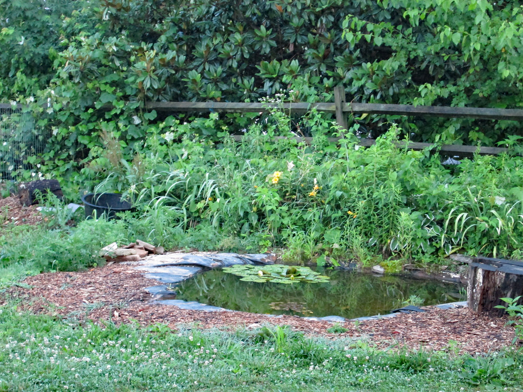 Man Made Pond. My wife and I were in Maryland visiting fam… Flickr
