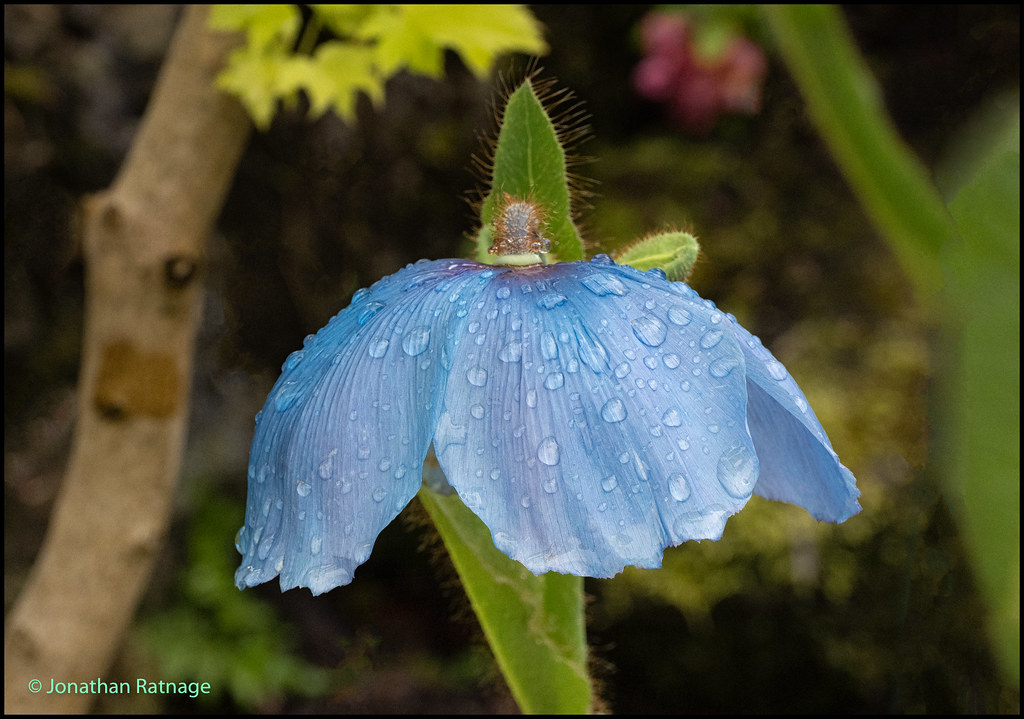 Himalayan Blue Poppy Garden in the Rain geospace Flickr