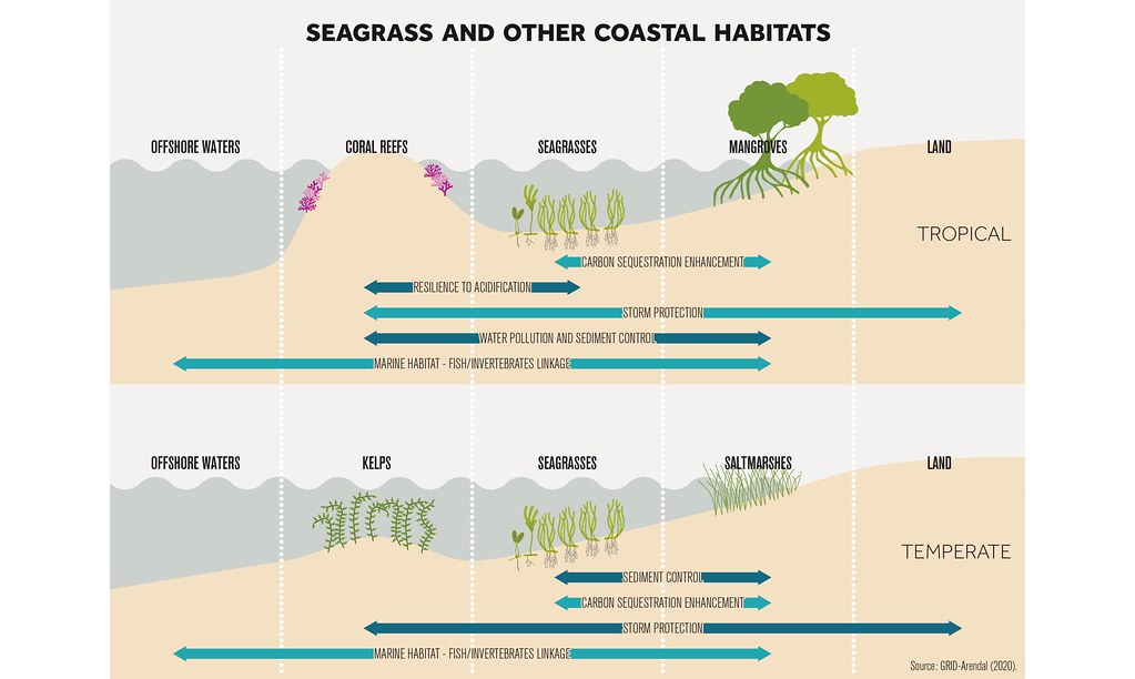 Seagrass and other Coastal Habitats Seagrass ecosystems do… Flickr
