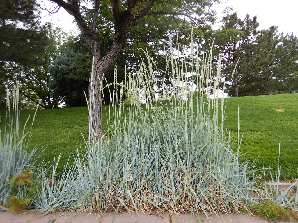 Elymus (Leymus) arenarius blue lyme grass Flickr