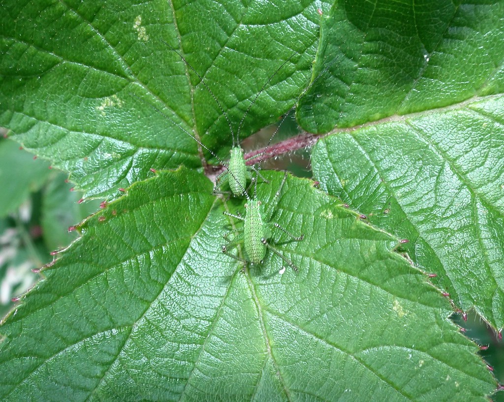Speckled Bush Cricket Nymphs, The Birches, West Pontnewydd… Flickr