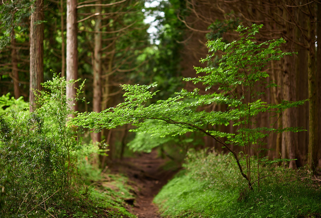 Into the woods of Japan 2 On a lovely and deserted trail… Flickr