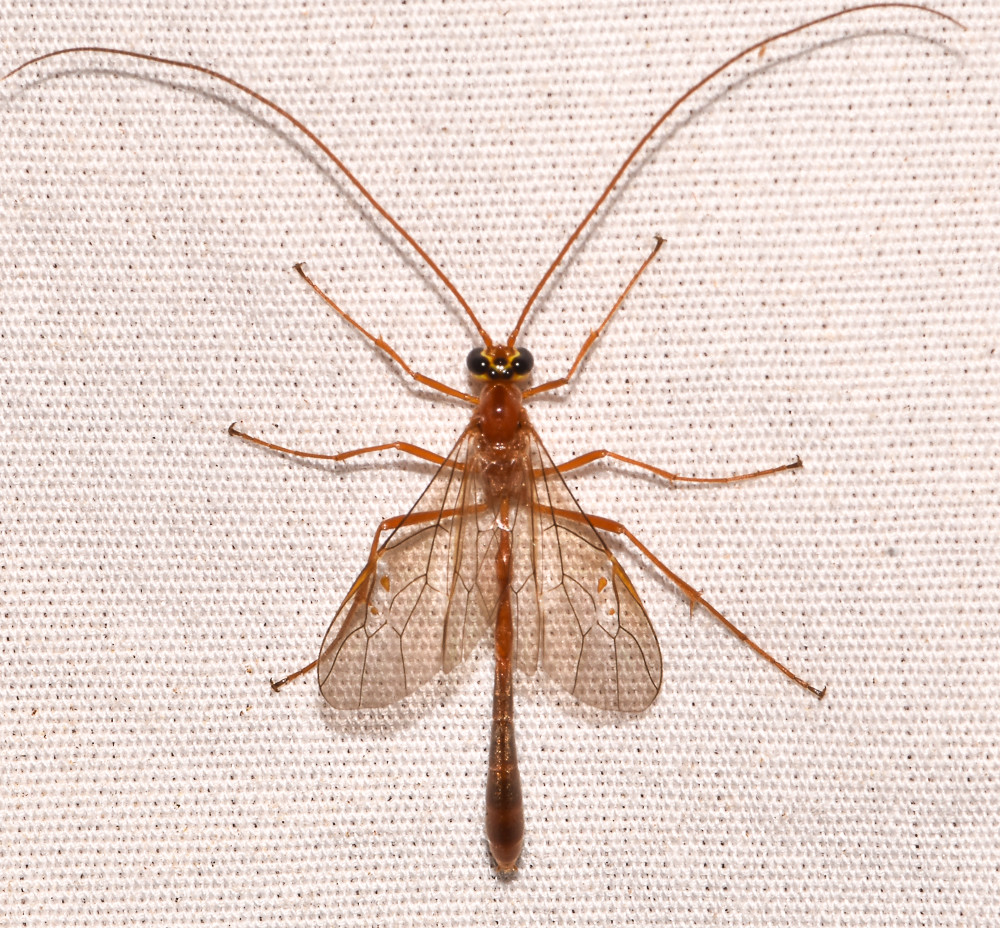 Enicospilus purgatus Fiske Ave., Reisterstown quad, buggui… Flickr