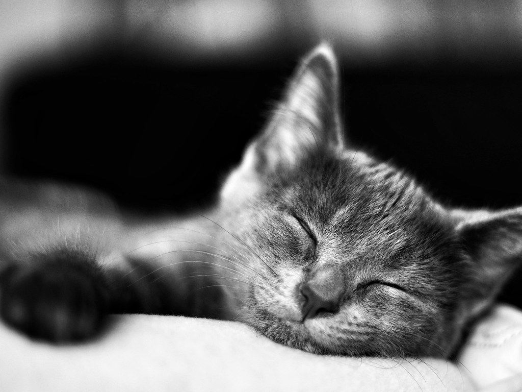 Cat nap Shooti taking a little nap _Mike M_ Flickr