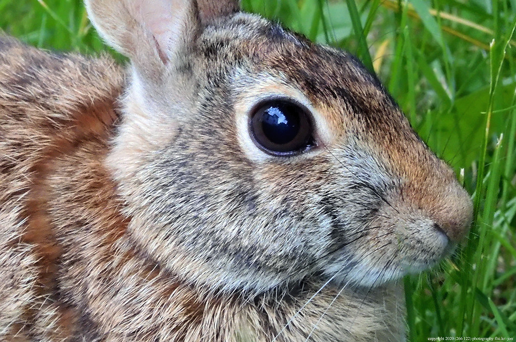 20200608 Eastern Cottontail Rabbit (1024x680) a photo on Flickriver