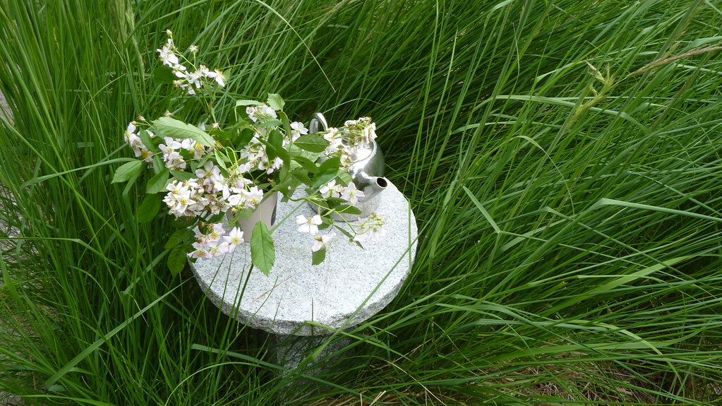 'Tea Roses' a photo on Flickriver