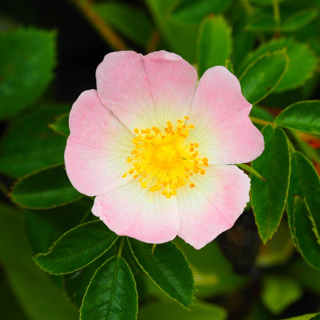 Dog Rose P6090140 Dog rose, 09Jun2020 jmdouble Flickr
