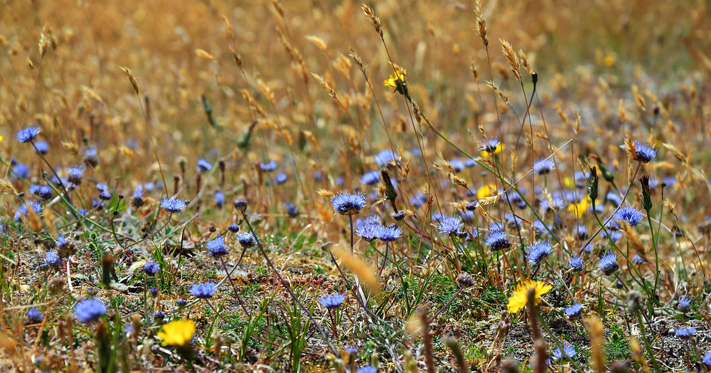 Beach flowers Hayling Island Chris Shepheard Flickr