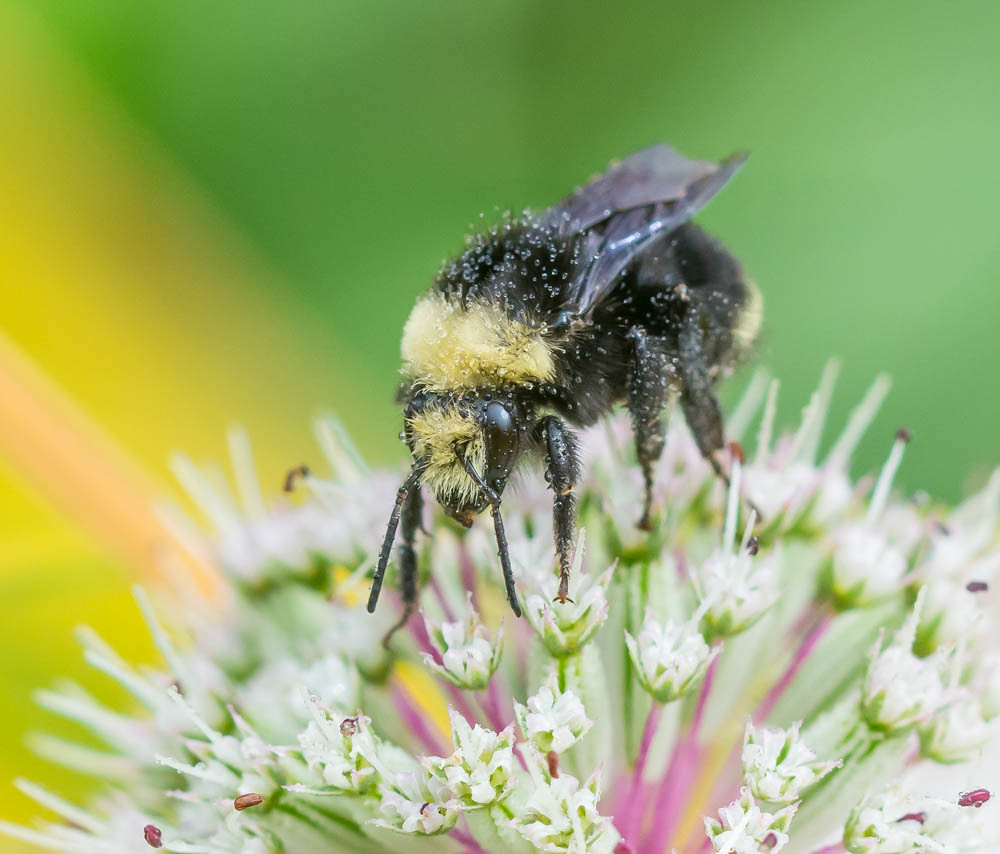 Long legs. Yellow Rump Bumble Bee,working in the morning M… Flickr