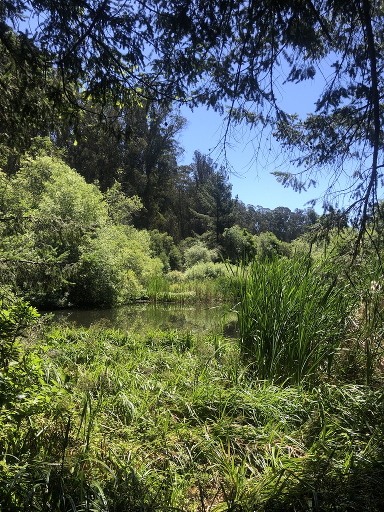 Jewel Lake, Tilden Park It's a lovely place. The lake is f… Flickr