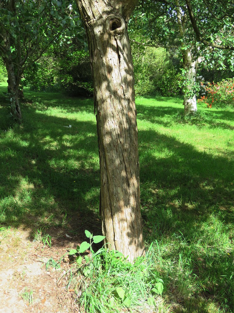 Crataegus x lavallei Crewe Lane, Kenilworth 25.5.2020h Flickr