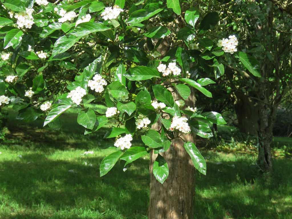 Crataegus x lavallei Crewe Lane, Kenilworth 25.5.2020b Flickr