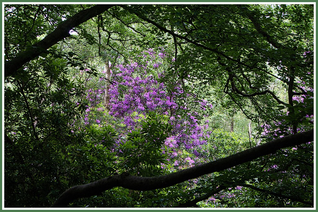 Flowery banks 2. anthony allan Flickr