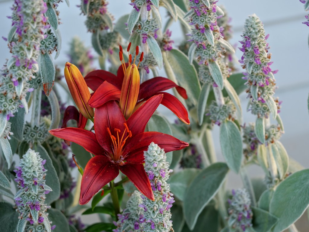 Usually the rabbits eat the red ones... Lamb's ear...the g… Flickr