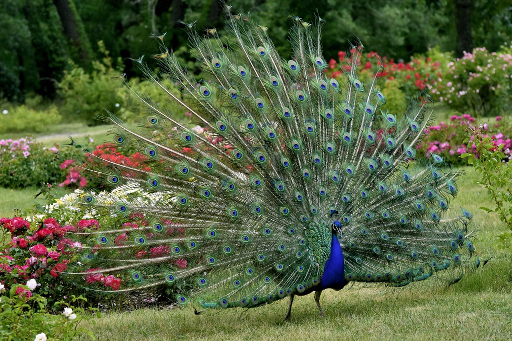 _DSC4406 au Parc de Bagatelle, Paris Pascal VU Flickr