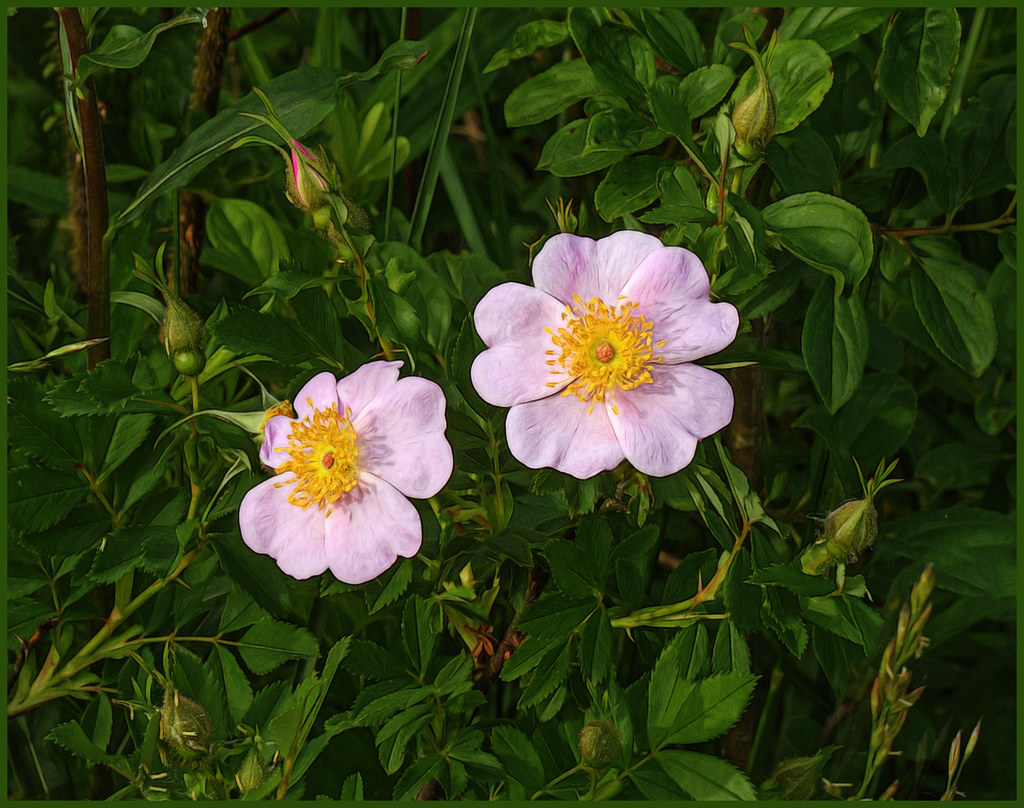 Prairie Rose or Illinois Rose Morton Arboretum, IL Birds&More Flickr