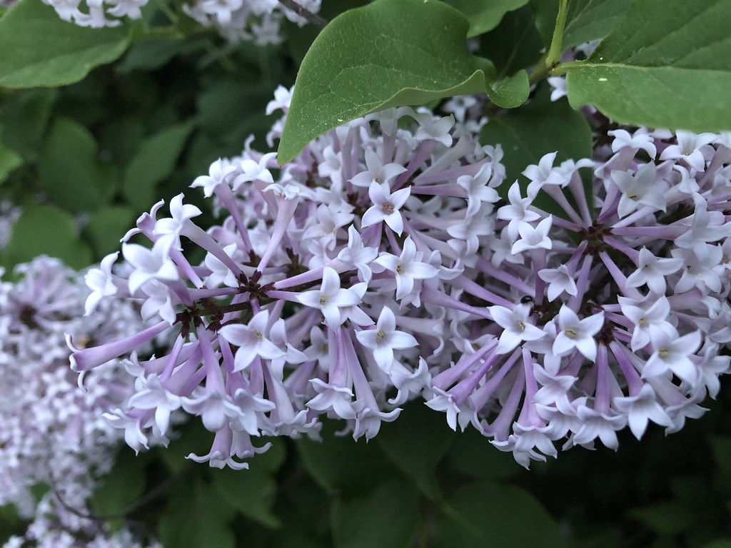 Korean Lilacs full bloom They really pale purple w… Flickr