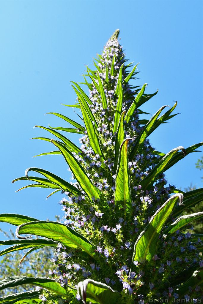 Tower of Jewels Flowers Echium wildpretii (tajinaste rojo)… Flickr