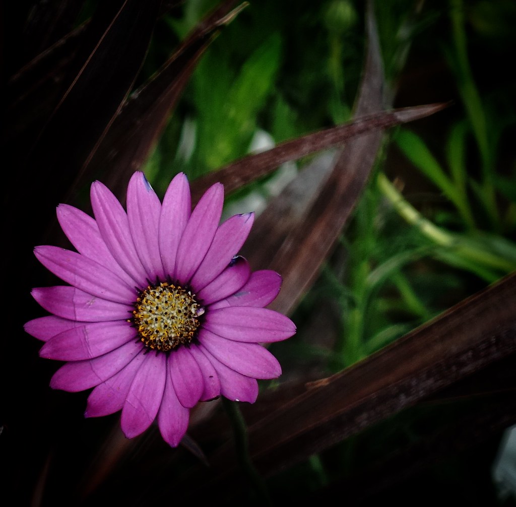 a little flower for you.... wilson imrie Flickr