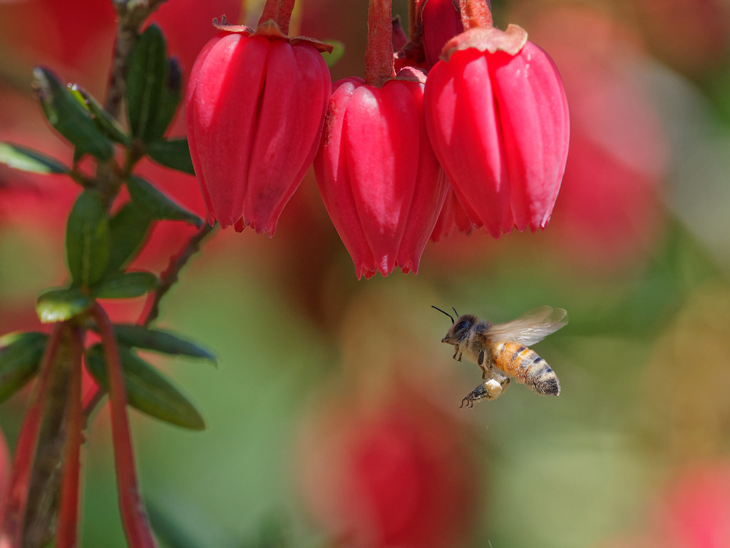 Honey Bee How do they carry that much pollen? Arthur Flickr
