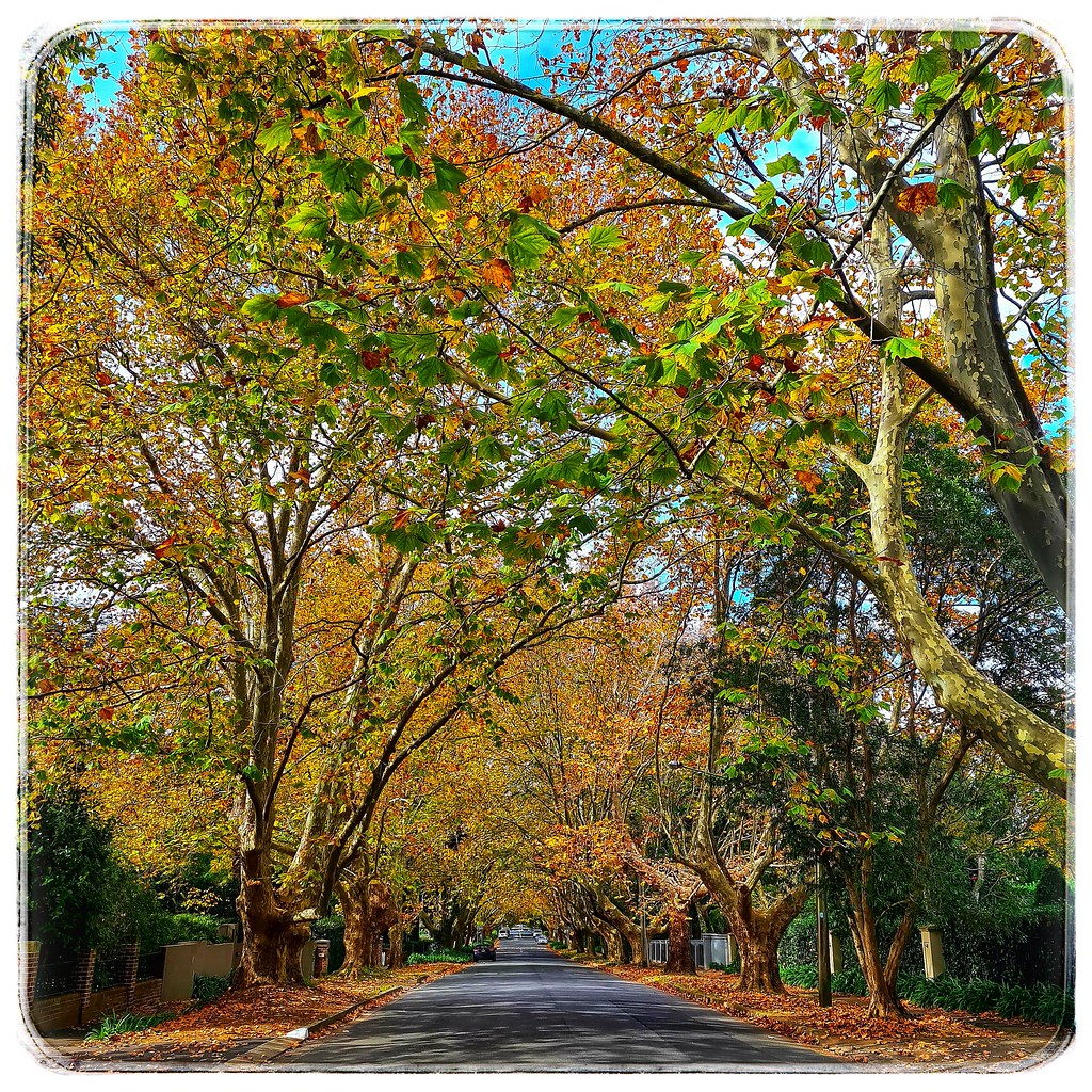 Autumn in Wahroonga Burns Road, Wahroonga, during Autumn 2… Flickr
