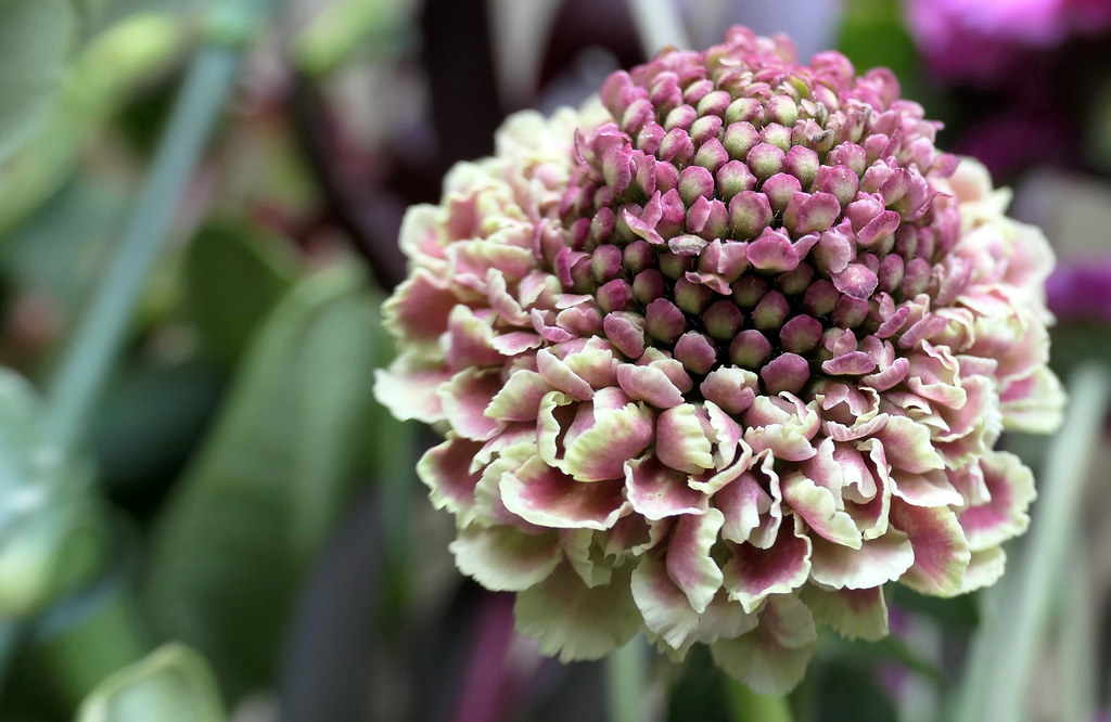 Beautiful Flower Shelly Flickr