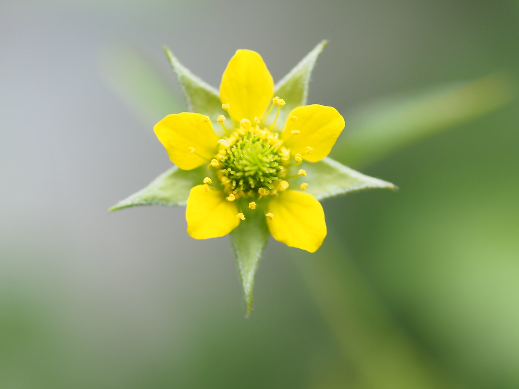 Garden flowers Lovely small yellow flowers in my garden to… Ian