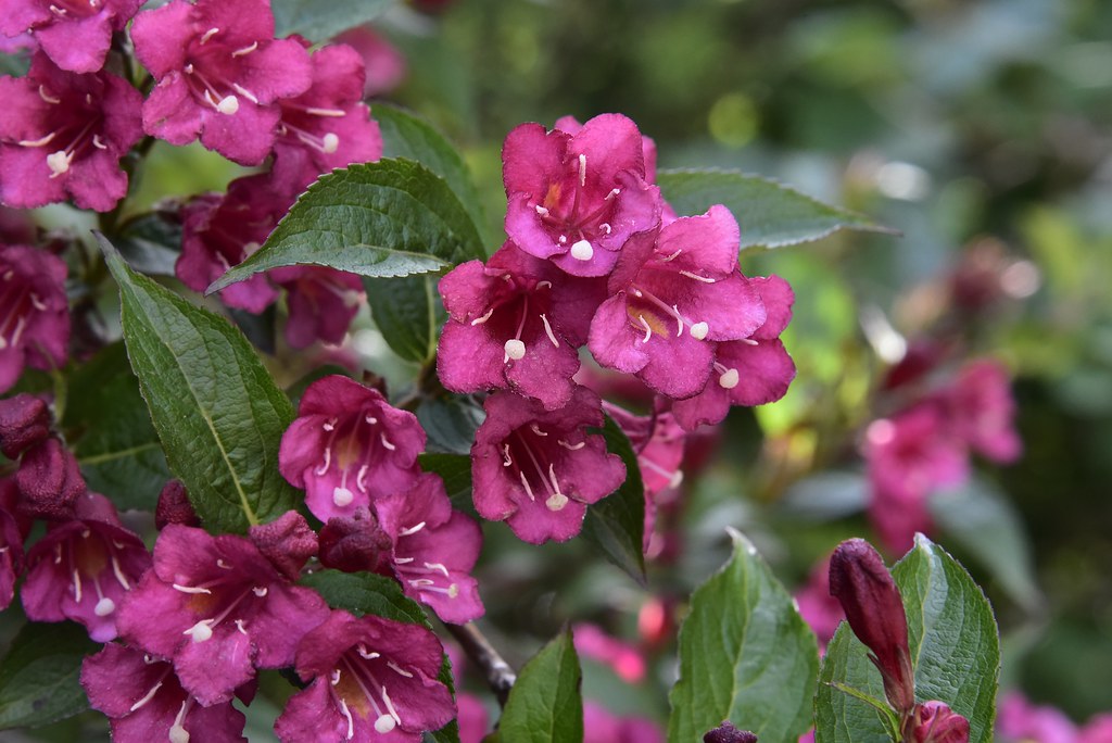 Liebliche Weigelie (Weigela florida); Bergenhusen, Stapelh… Flickr