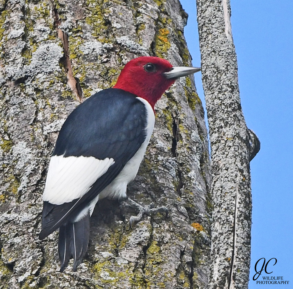 Redheaded woodpecker Madison, Wisconsin, 2020 Flickr