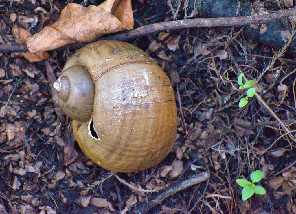 Florida Apple Snail (Pomacea paludosa) The shell of a Flor… Flickr