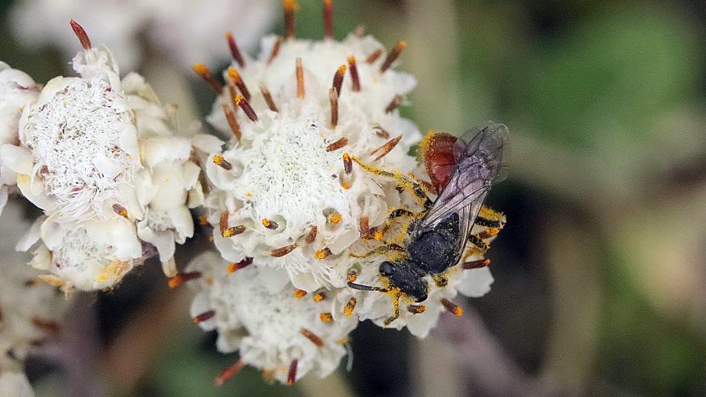 Blood Bee 007 A blood bee on some plantainleafed pussytoe… Flickr