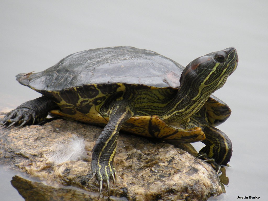 Turtle. Halifax Public Gardens. Nova Scotia, Canada. Justin Burke