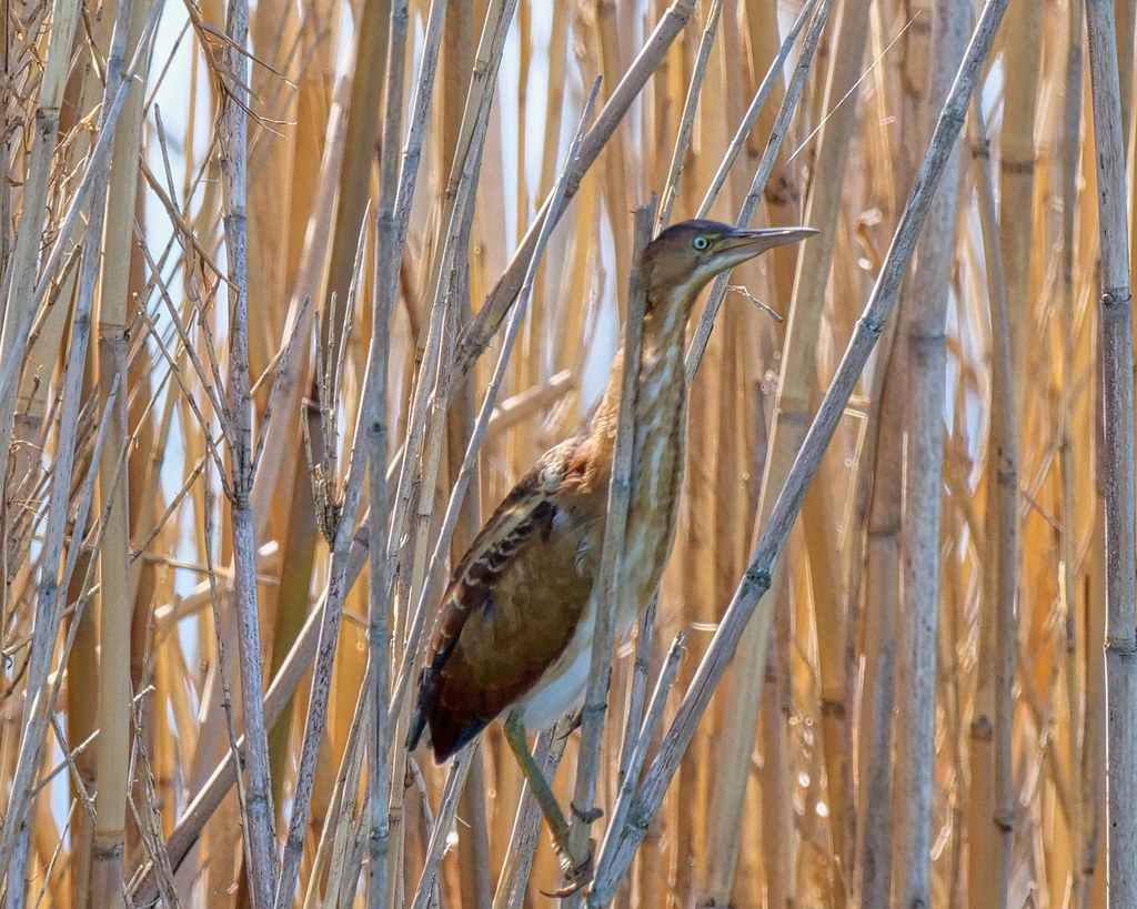 Among the Reeds Reeds are the natural habitat of the Least… Flickr