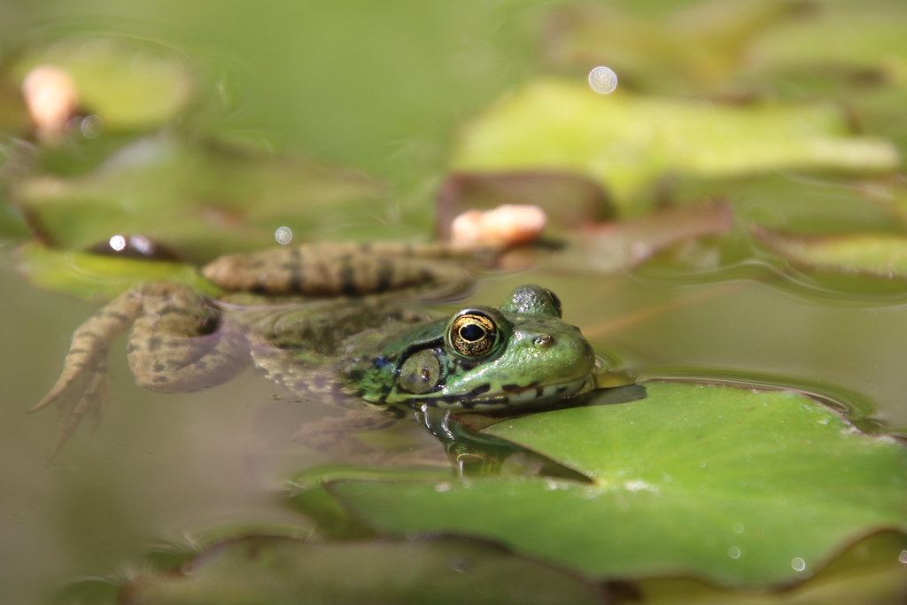 Frogs and Goldfish (Ypsilanti, Michigan) Spring 2020 165… Flickr