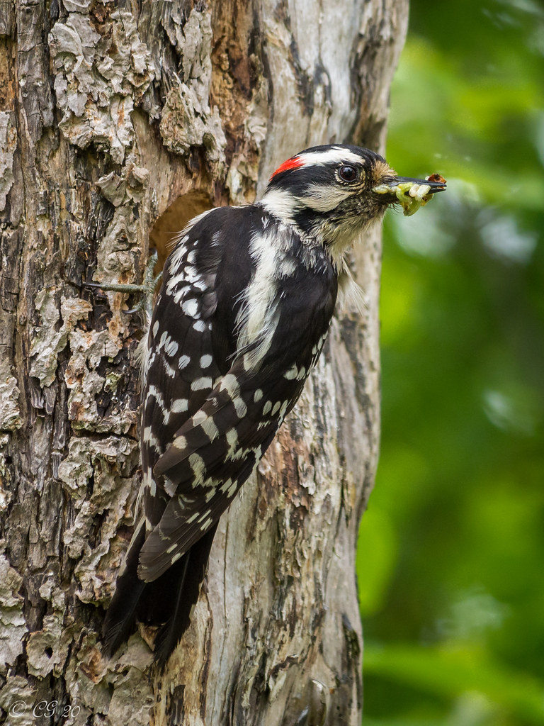 Woodpeckers Flickr
