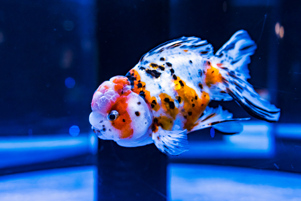 Lionhead Goldfish Vs Ranchu