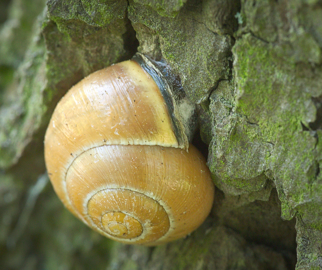 Grove snail Grove snail (Cepaea nemoralis) resting on a tr… Flickr