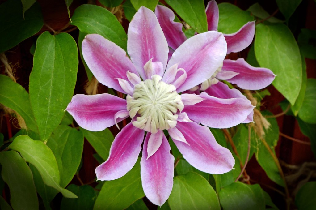 Long Flowering Clematis. paul clayton Flickr