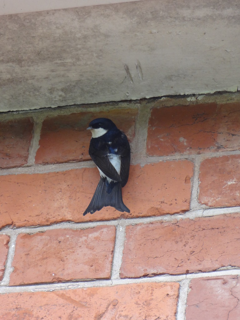 House Martin Swifts, swallows and martins how to tell the… Flickr