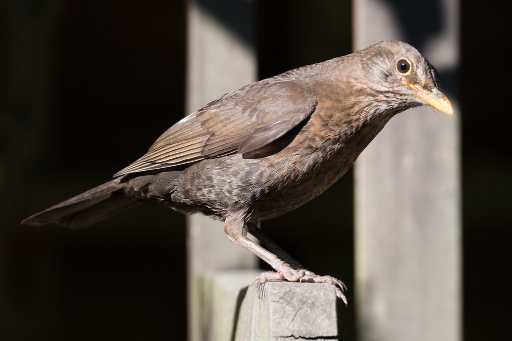 Garden Wildlife Will Russell Flickr
