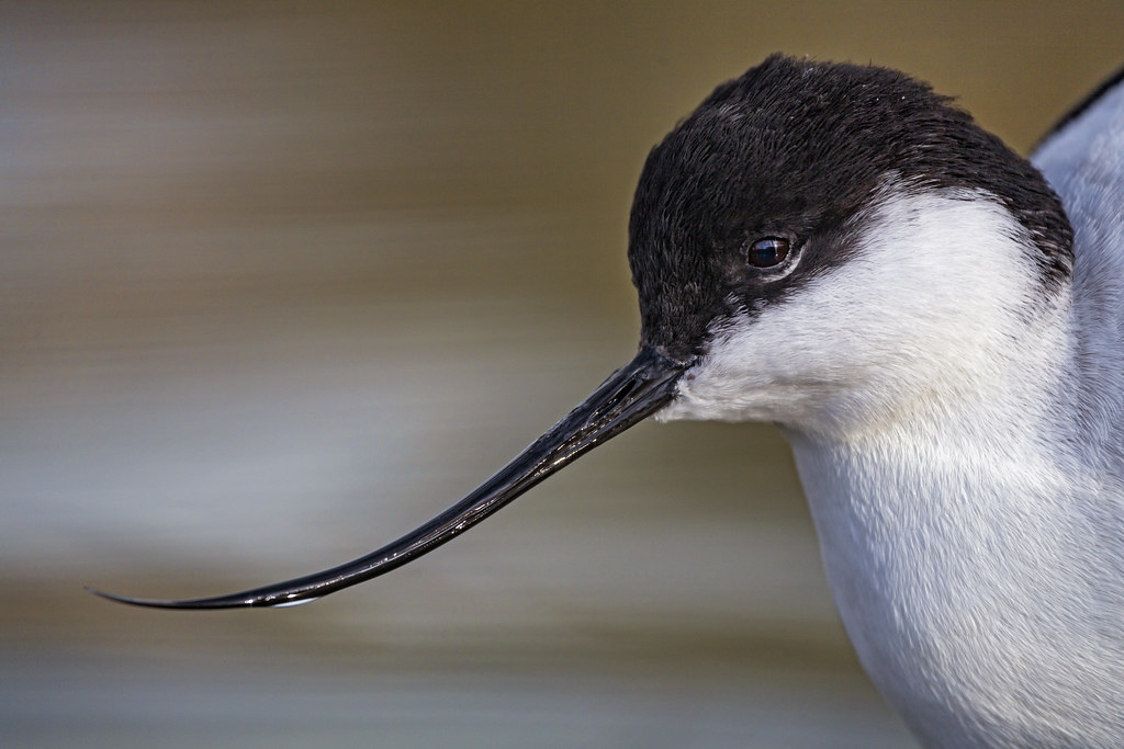 Pied avocet This bird is called pied avocet! Tambako The Jaguar