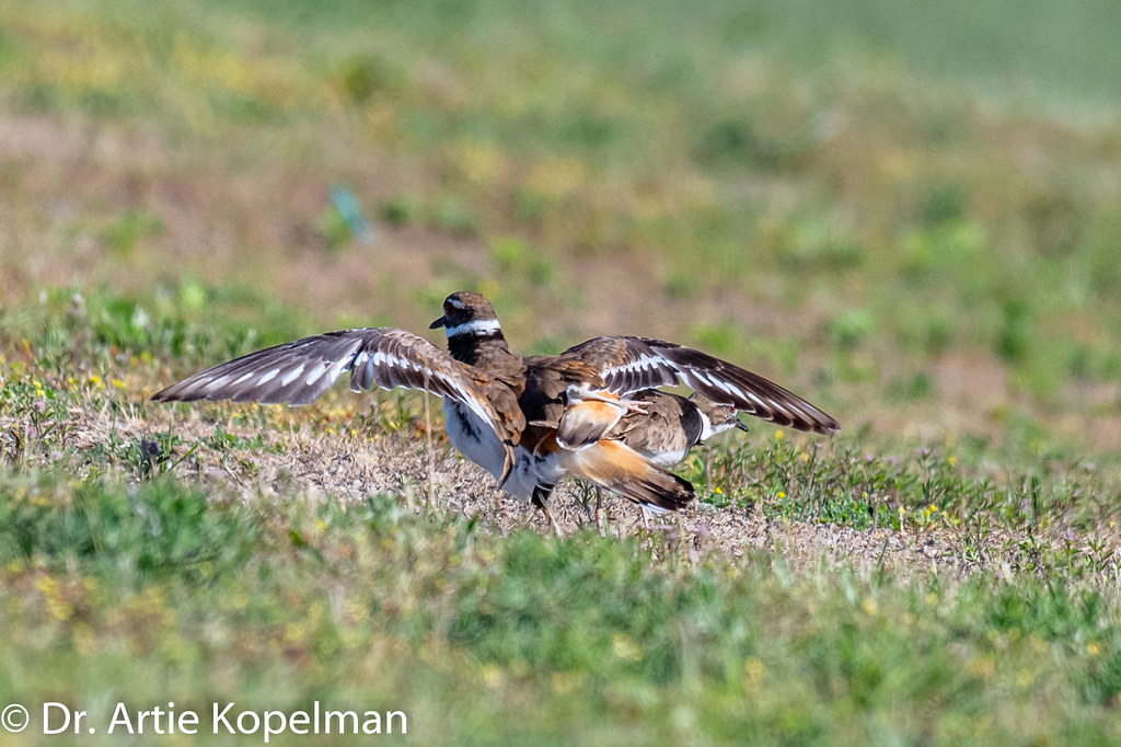 AHK_9816 Killdeer mating Artie Kopelman Flickr