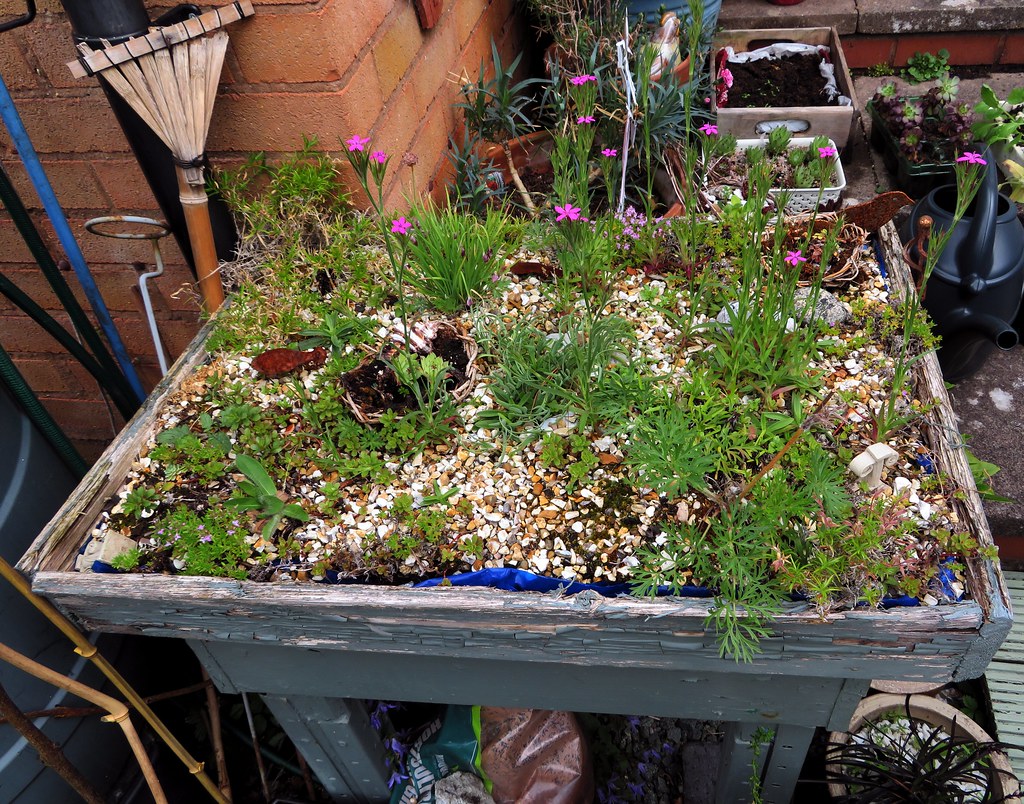 Jenny's alpine bed I inherited this raised alpine bed from… Flickr