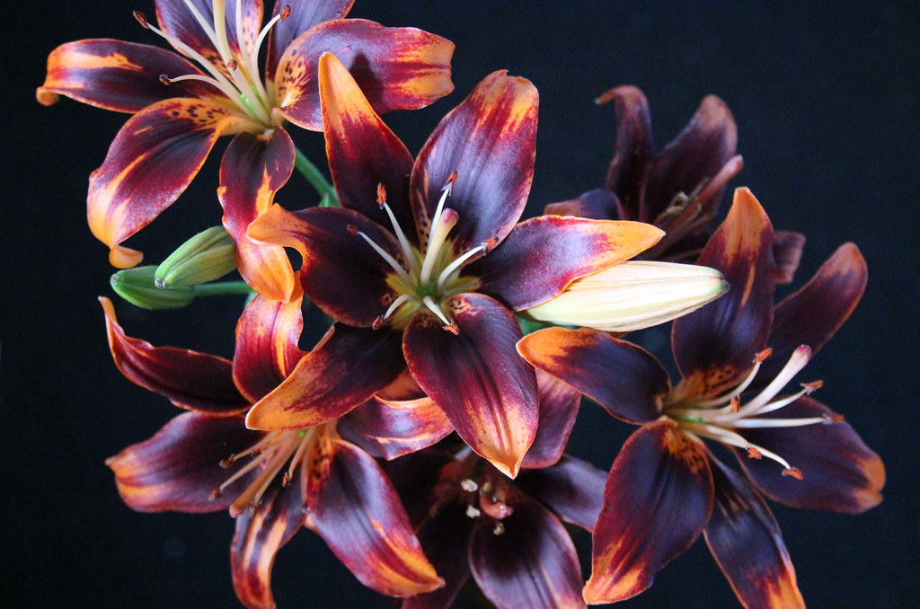 Lilies, best appreciated as cut flowers because they get l… Flickr